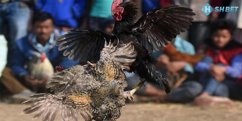 Chăm sóc gà chọi - Bí quyết nuôi dưỡng chiến kê khỏe mạnh và bền bỉ