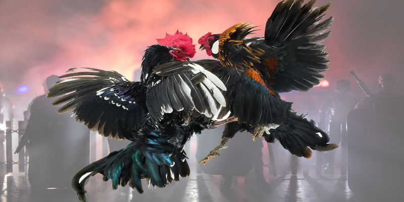 Regular Cockfighting - Interesting Discovery of Cockfighting