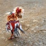 Cockfighting betting – A dramatic and exciting form of entertainment