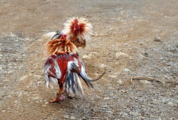 Cockfighting betting – A dramatic and exciting form of entertainment