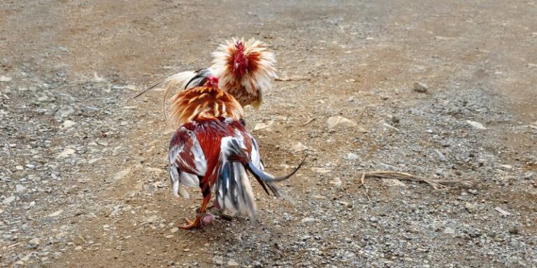 Cockfighting betting – A dramatic and exciting form of entertainment