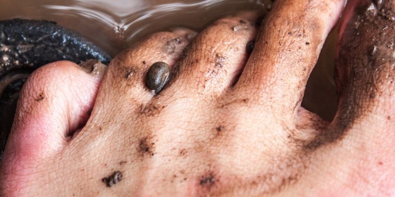 Dreaming of a leech biting your leg, what number should you bet on to win big?
