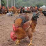 History and development of cockfighting