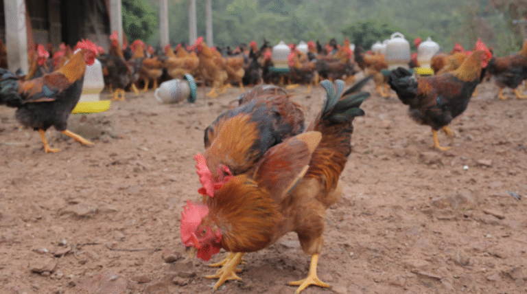History and development of cockfighting