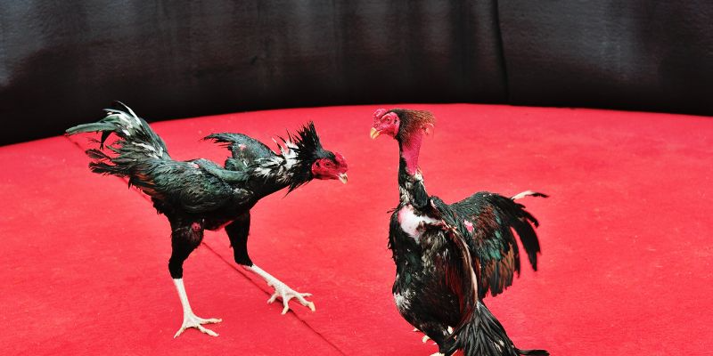 Fighting Chicken Stories - Exploring Vietnamese Culture and Spirituality