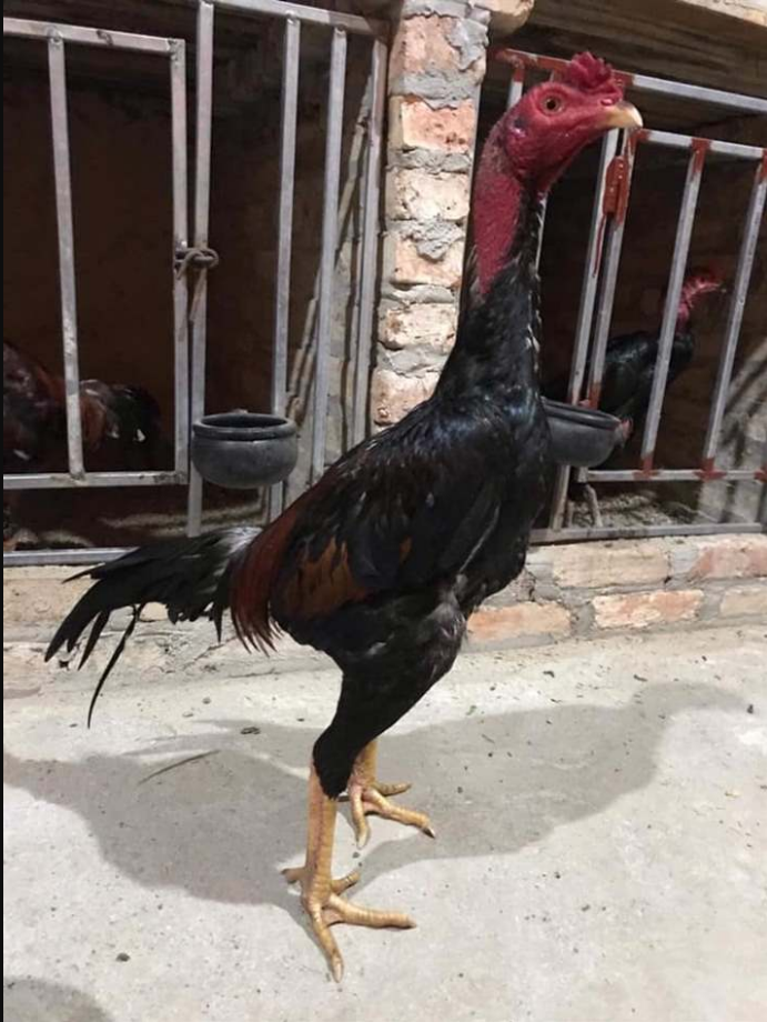 Learn About Food For Fighting Cocks - Top Nutrition For Victory