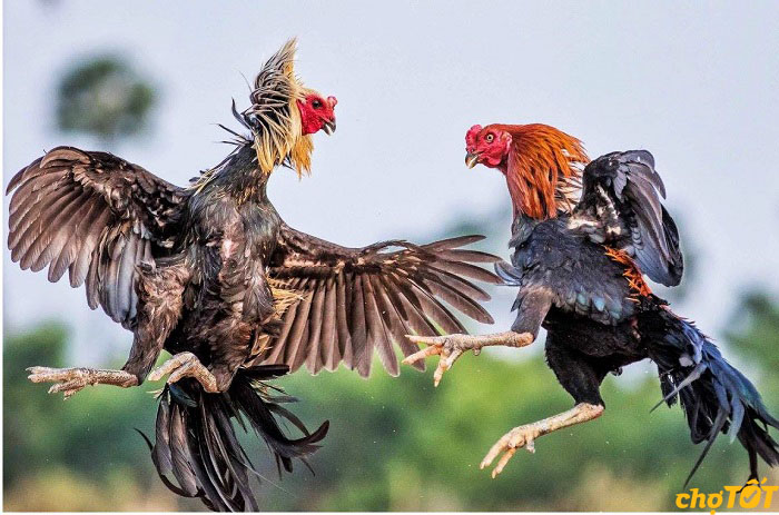 How to Train Chickens - The Secret to Having Healthy and Smart Chickens