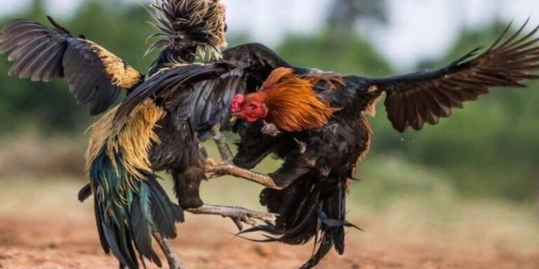 Good fighting chicken: A great betting masterpiece full of drama and excitement!